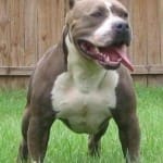 pitbull
