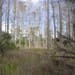IsleofPinePreserve