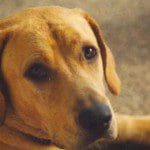 odie