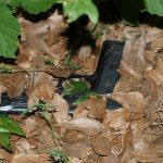 firearm