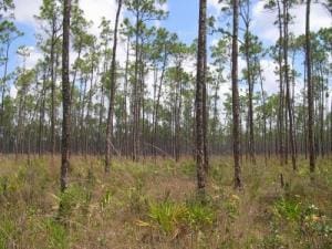 Everglades2