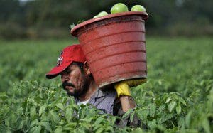 tomato worker
