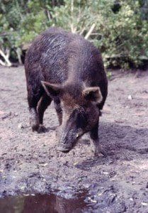 hog01