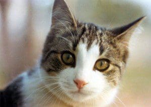 cat2