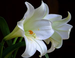 resultlilies