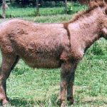 miniaturedonkey