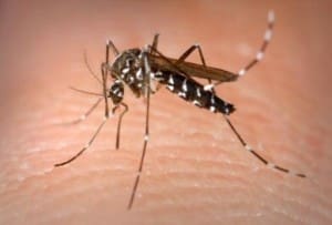 dengue-fever1
