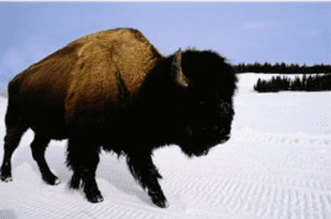 bufferilla
