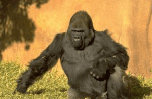 gorilla