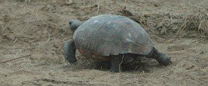 Gopher tortoises being relocated as construction on the Wekiva Parkway is anticipated to get underway in February 2013. (Photo: FDOT)