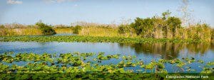 Everglades