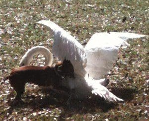 Swan and
