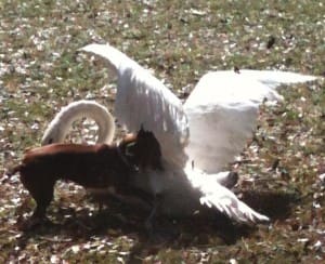 Dog and swan (OPD)