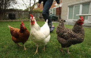 BackyardChickens