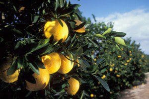 (Photo courtesy: USDA/ARS)