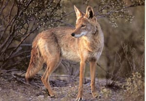 coyote11-1