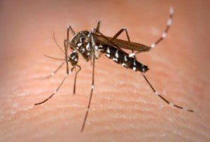 dengue