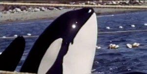 killerwhalefinal
