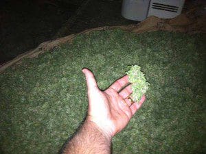 Marijuana found at