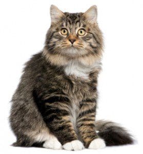 cat2