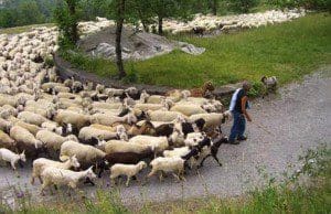 sheepfinal