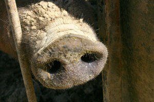 hog-snout