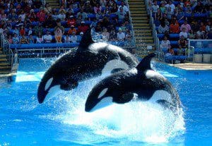 seaworldfinal