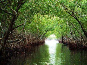 Everglades - pollution