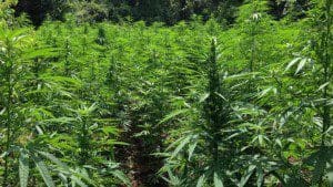 marijuanafinal
