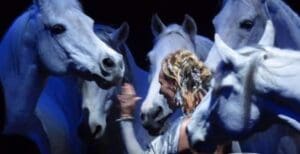 Arabian Horse 
