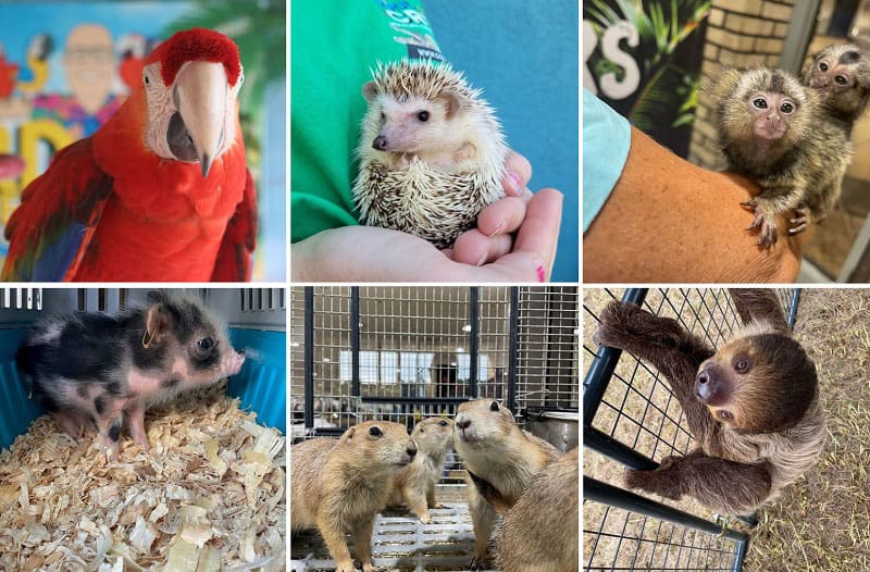 Cool Zoo animals