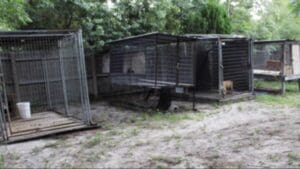 Central Florida dog fighting