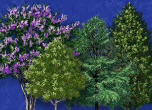 Orlando free trees